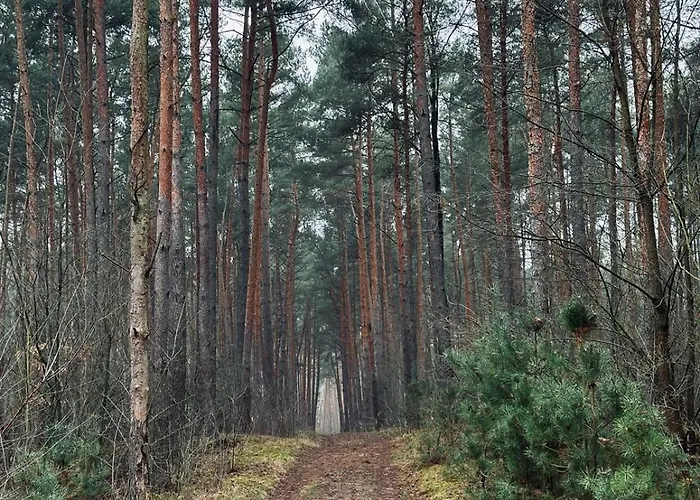 Kacprowy W Lipnicy - Wraz Z Ogrodem Na Wylacznosc * Lipnica (Slupca)